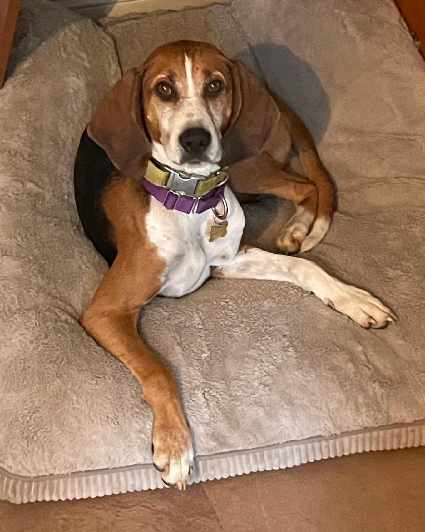 Enlarge Annie, a Adoptable Coonhound in Lexington, MA image 4/4