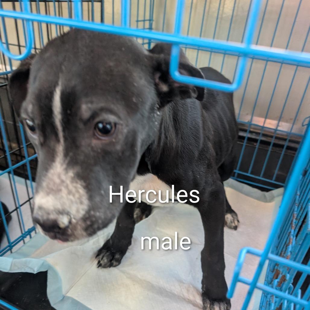 Enlarge Harley - Diamond, a Adoptable Terrier in West Plains, MO image 1/2