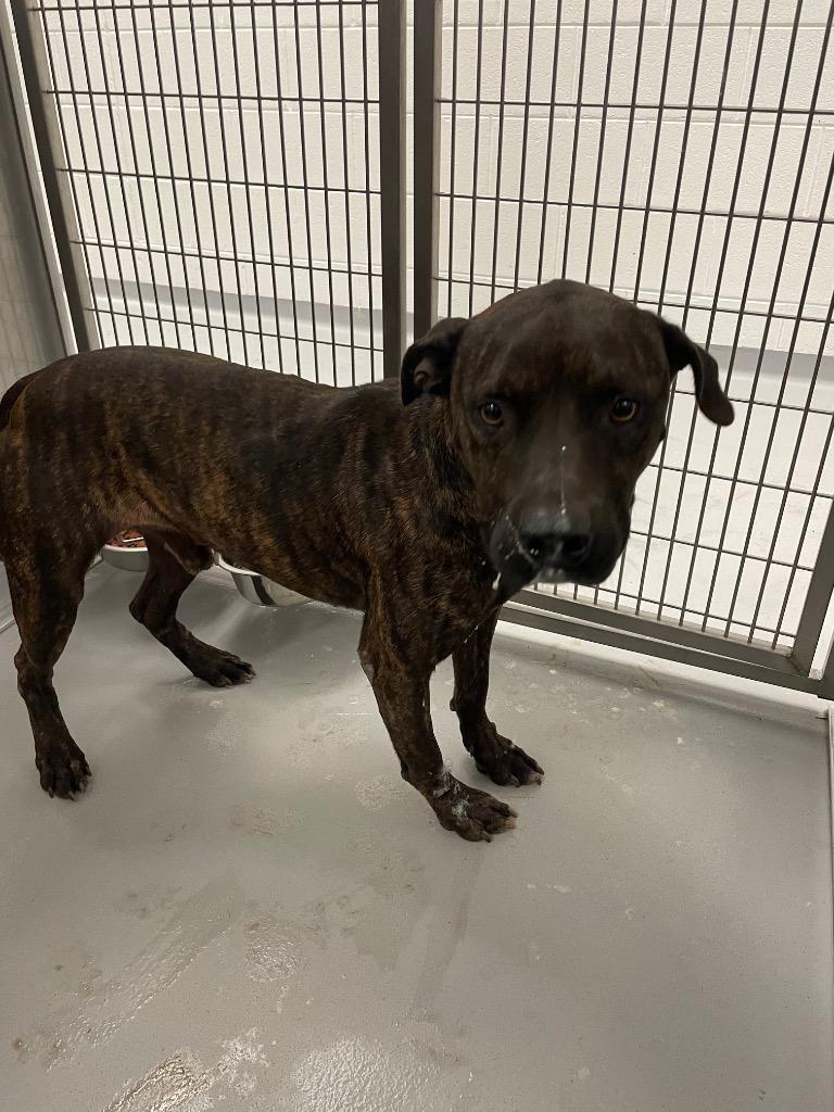 Oreo, Adoptable, Adult Male Mixed Breed.