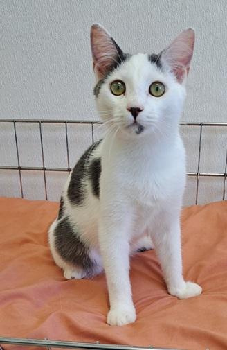 Enlarge Link, a Adoptable mixed breed in Manning, SC image 1/1