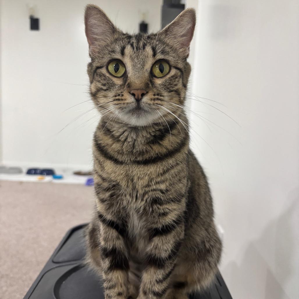Jesse, Adoptable, Kitten Female Domestic Short Hair.
