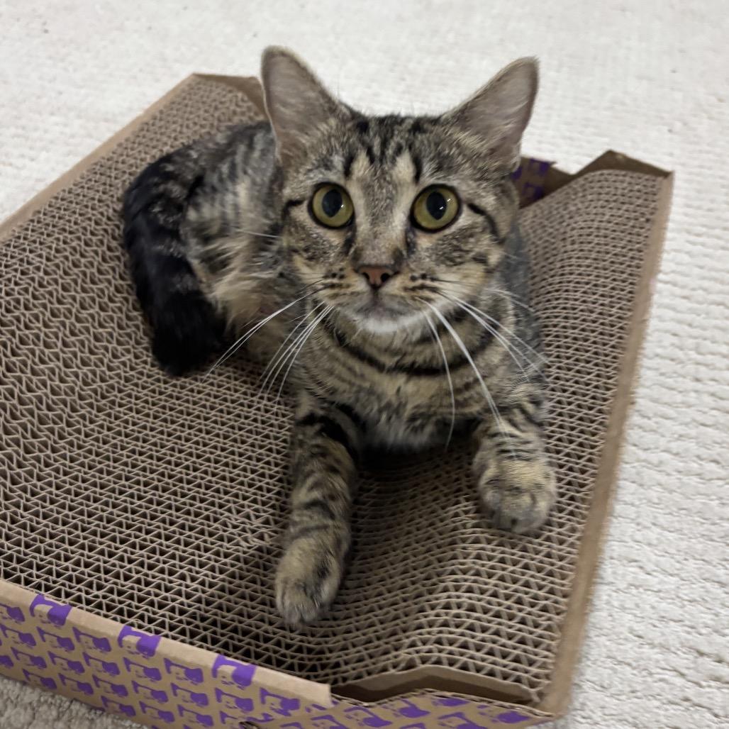 Enlarge Jesse, a Adoptable Domestic Short Hair in Columbia, MO image 2/2