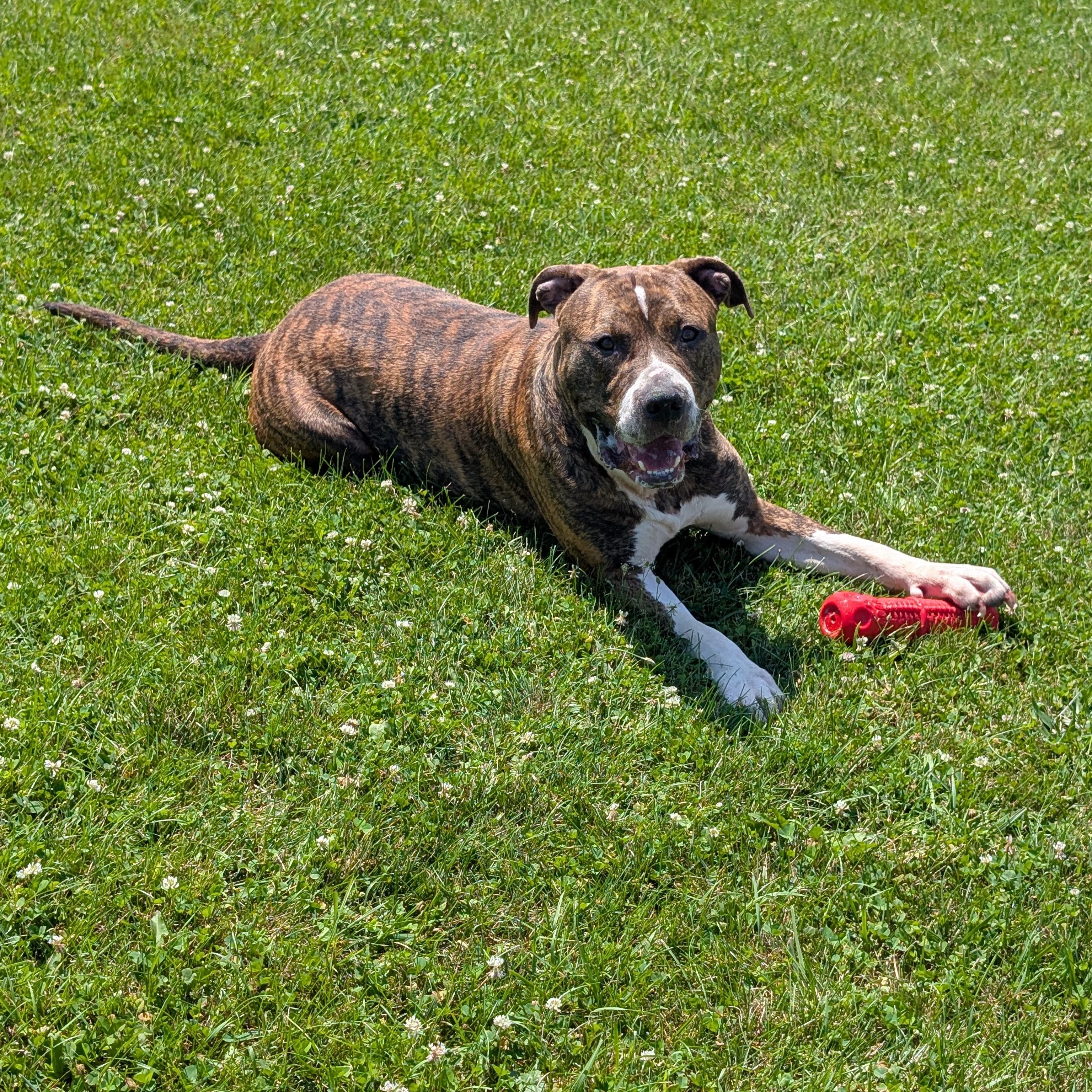 191173 Capone, a ADOPTABLE Pit Bull Terrier in Ravenna, OH image 1/4