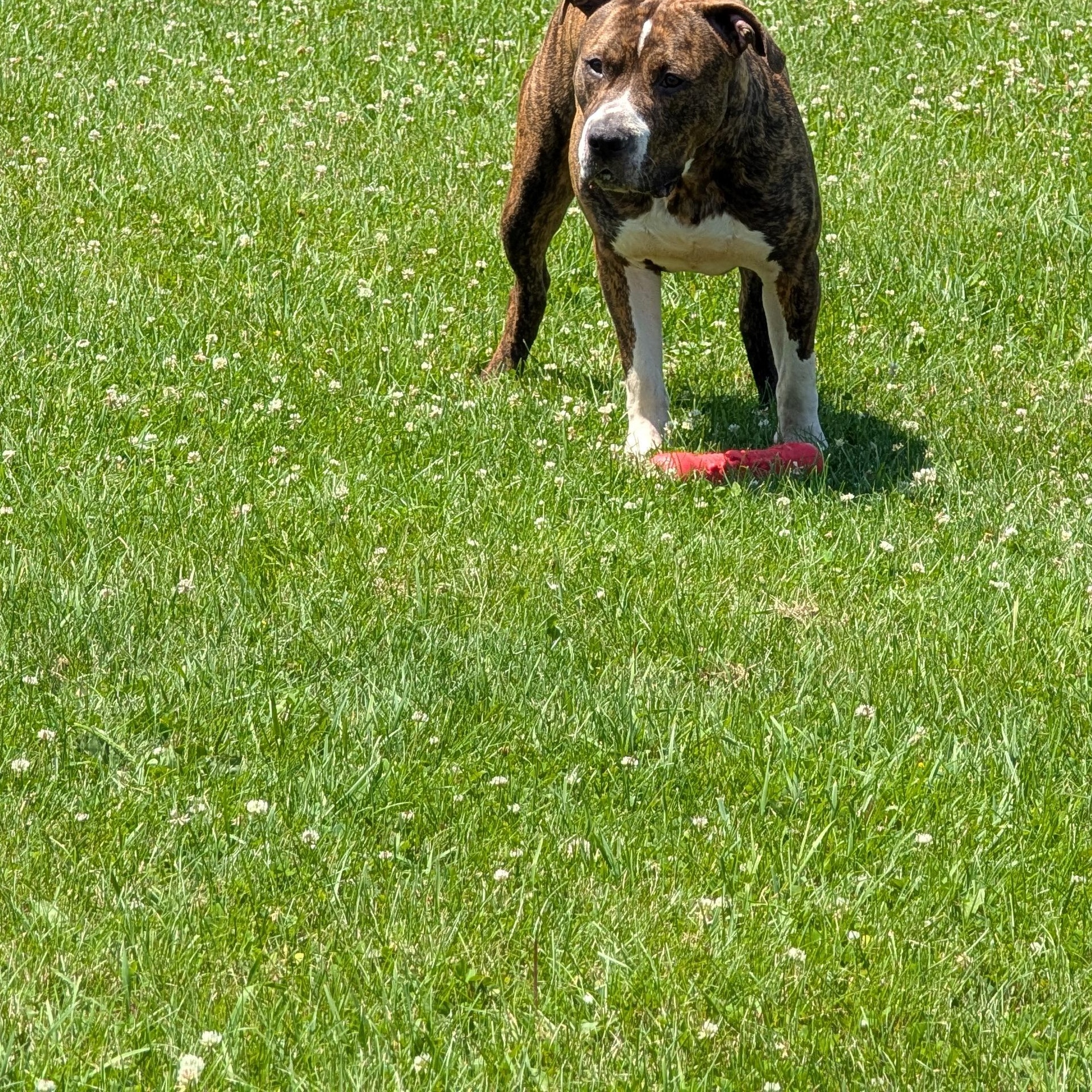 191173 Capone, a ADOPTABLE Pit Bull Terrier in Ravenna, OH image 2/4