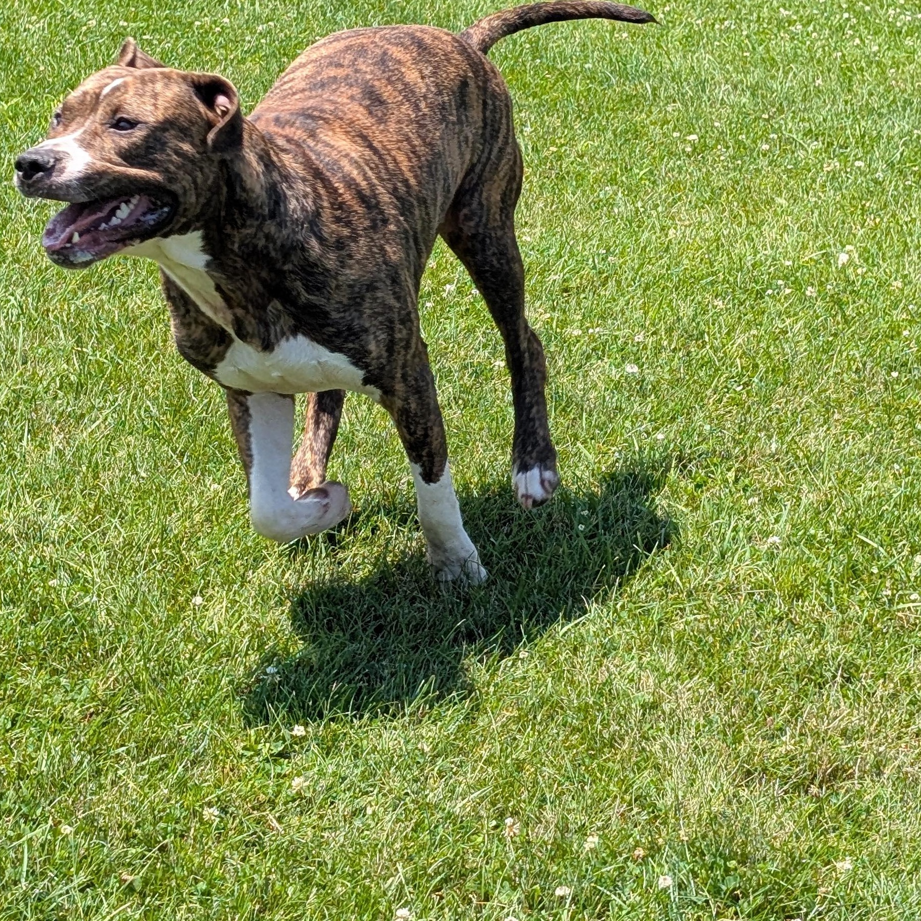 191173 Capone, a ADOPTABLE Pit Bull Terrier in Ravenna, OH image 3/4