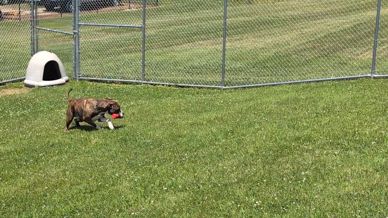 Enlarge 191173 Capone, a ADOPTABLE Pit Bull Terrier in Ravenna, OH video 4/4
