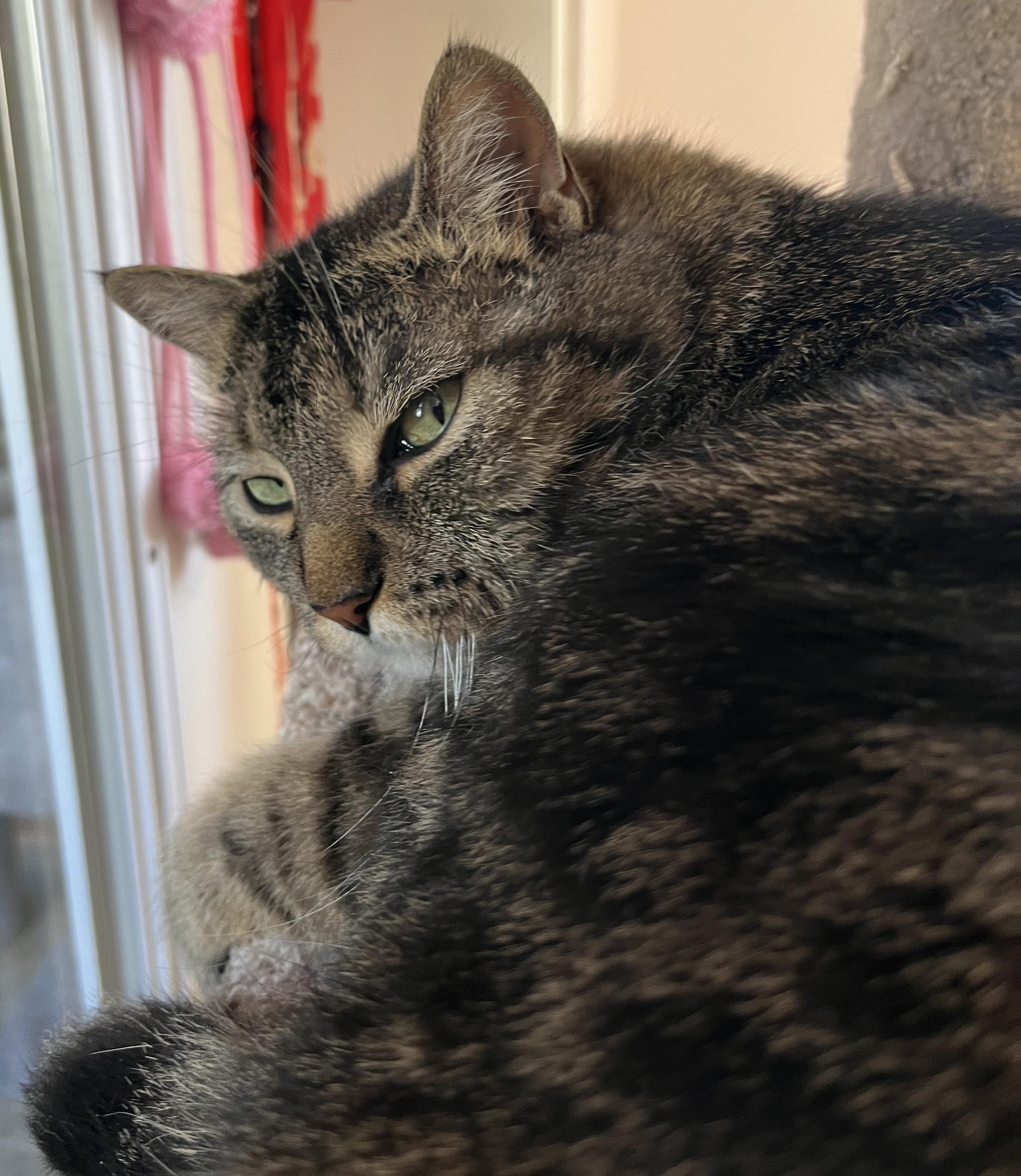 Enlarge SOSHUNA (CR/SC), a Adoptable Domestic Short Hair in Sainte-Angele-de-Monnoir, QC image 2/6