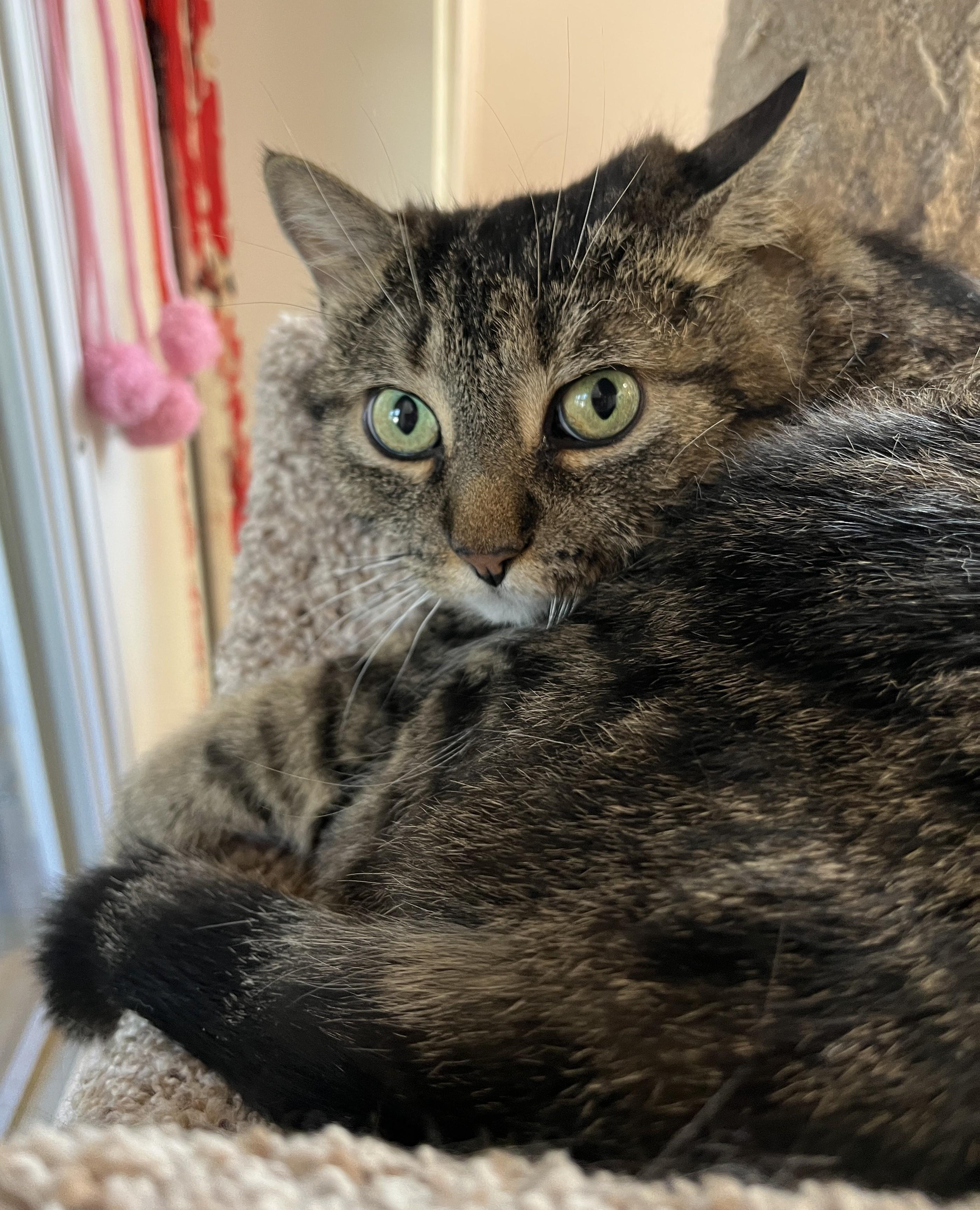 Enlarge SOSHUNA (CR/SC), a Adoptable Domestic Short Hair in Sainte-Angele-de-Monnoir, QC image 3/6