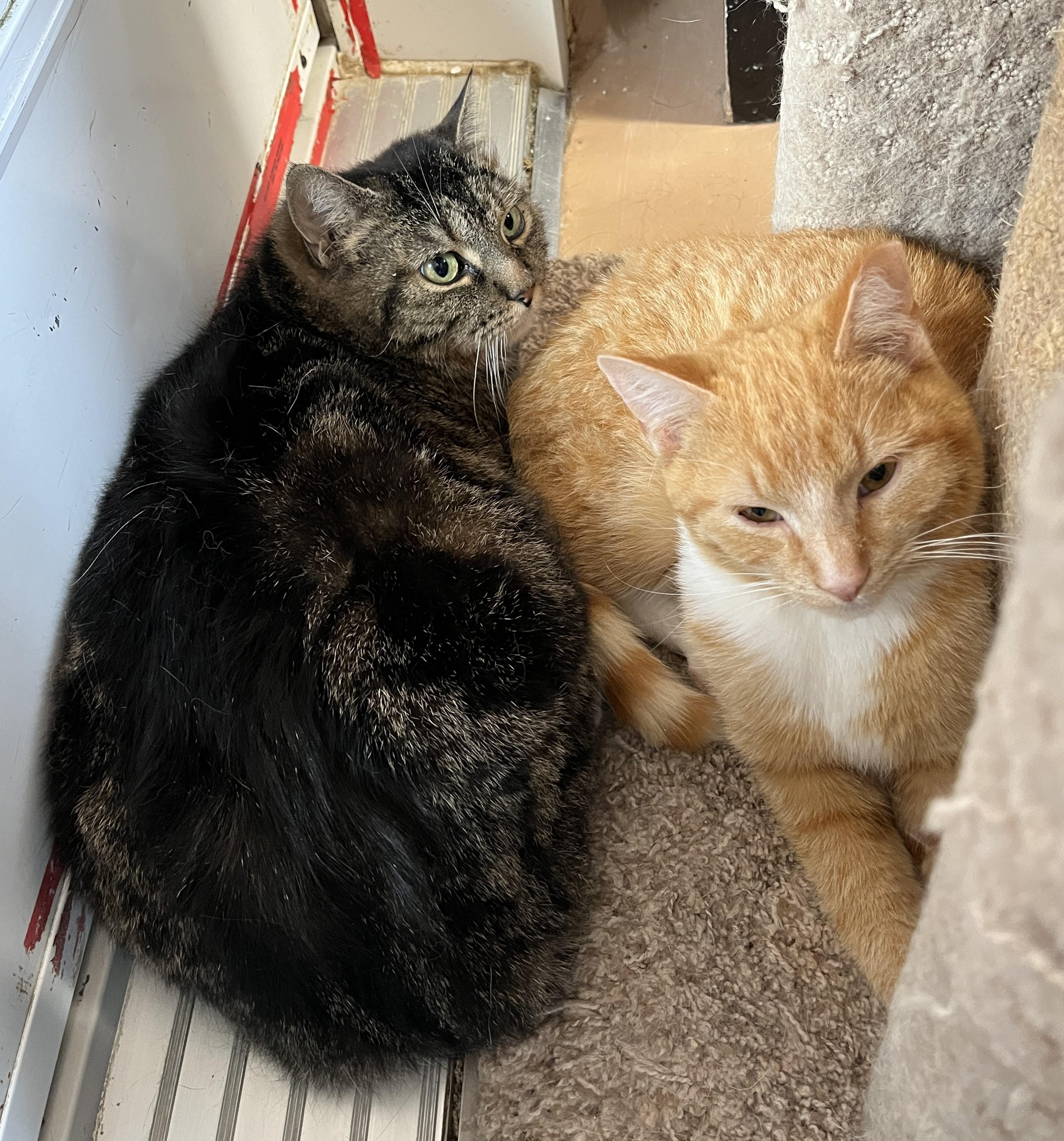 Enlarge SOSHUNA (CR/SC), a Adoptable Domestic Short Hair in Sainte-Angele-de-Monnoir, QC image 6/6