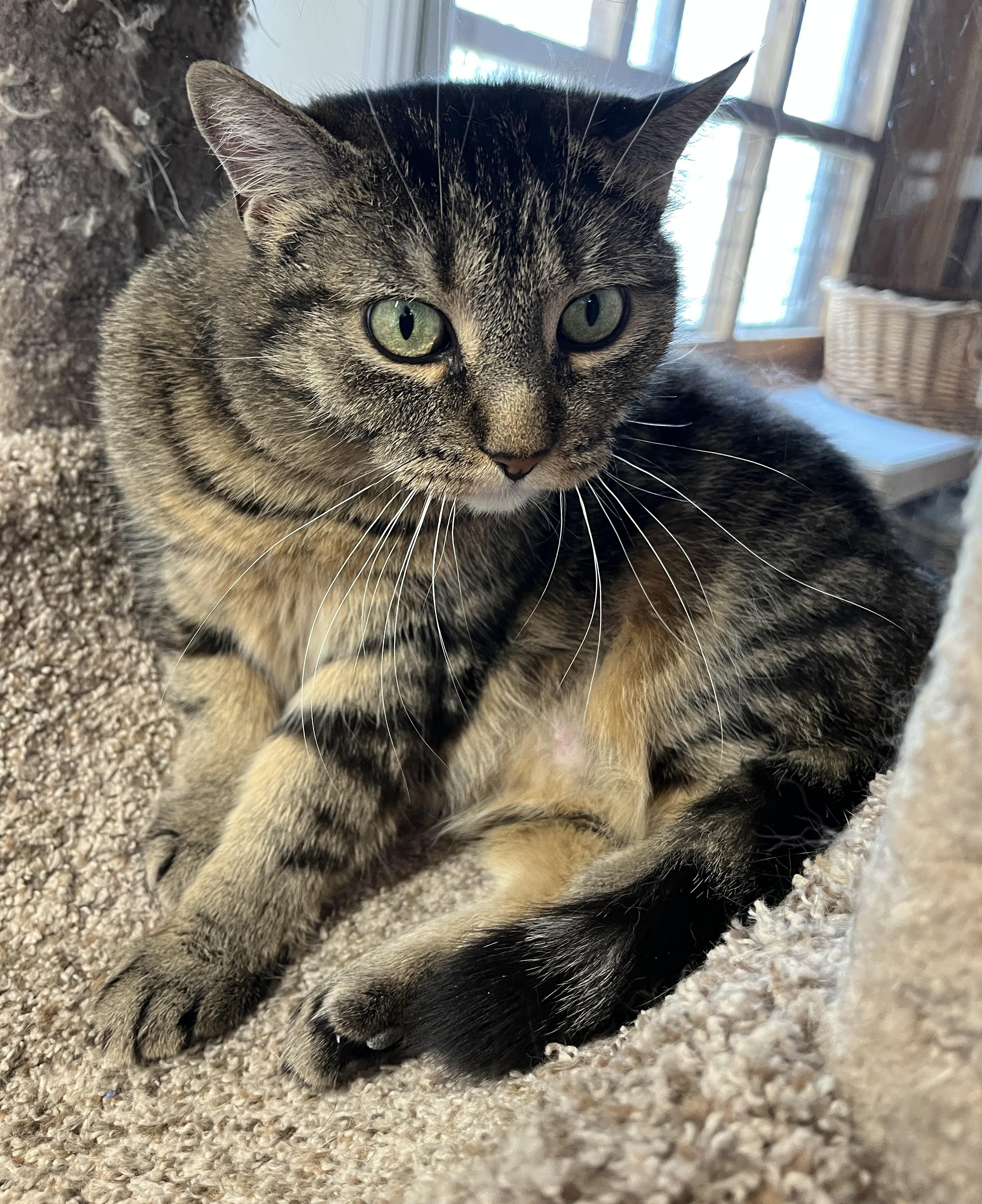 Enlarge SOSHUNA (CR/SC), a Adoptable Domestic Short Hair in Sainte-Angele-de-Monnoir, QC image 5/6