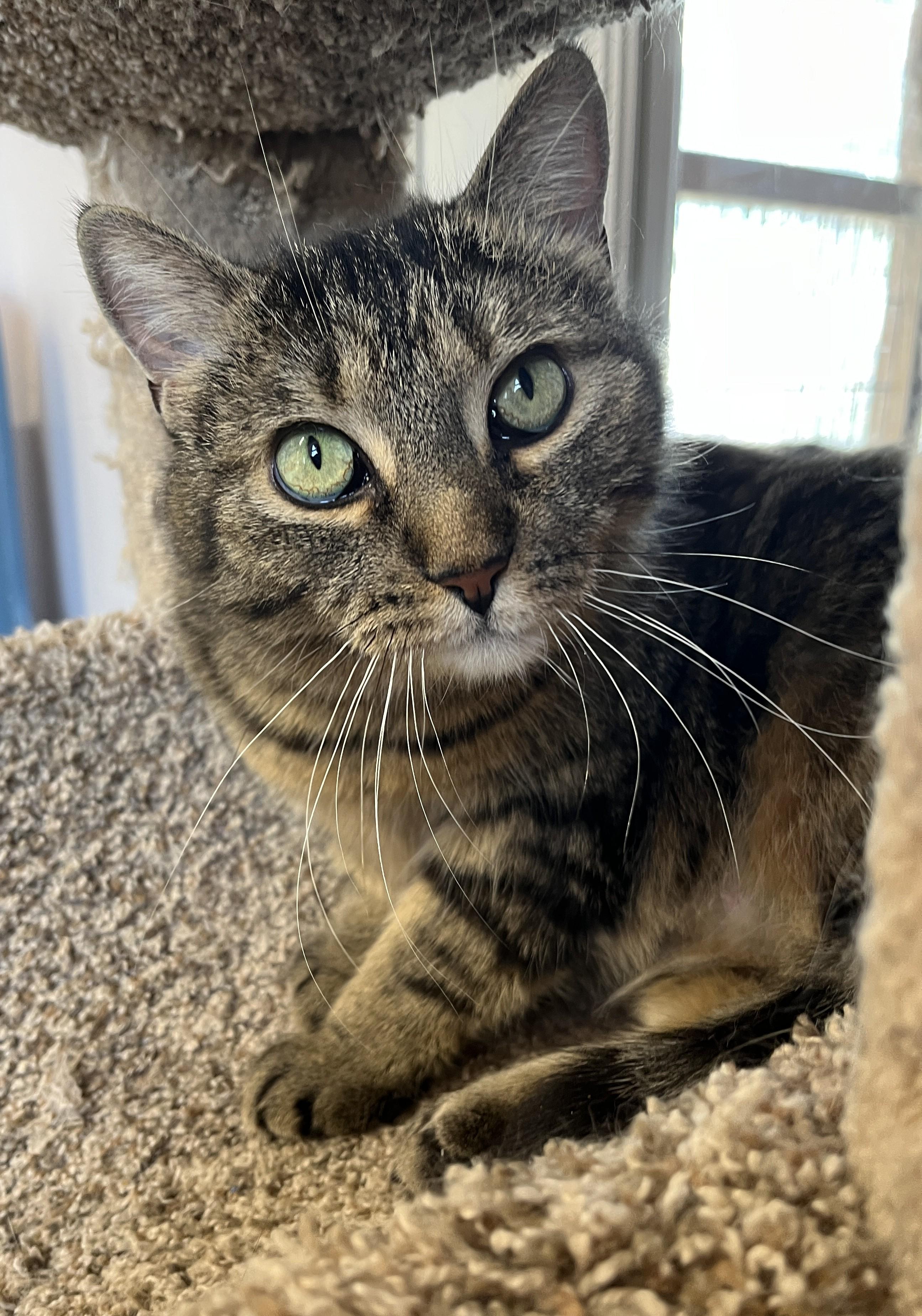 SOSHUNA (CR/SC), Adoptable, Adult Female Domestic Short Hair.