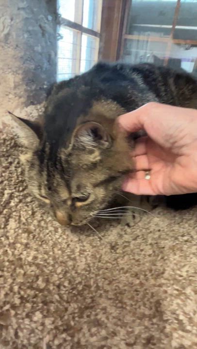 Enlarge SOSHUNA (CR/SC), a Adoptable Domestic Short Hair in Sainte-Angele-de-Monnoir, QC video 4/6