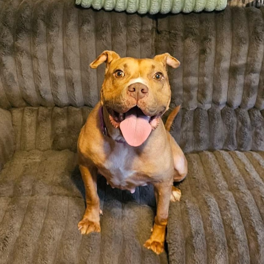 Londyn, a ADOPTABLE American Staffordshire Terrier in Wando, SC image 2/6