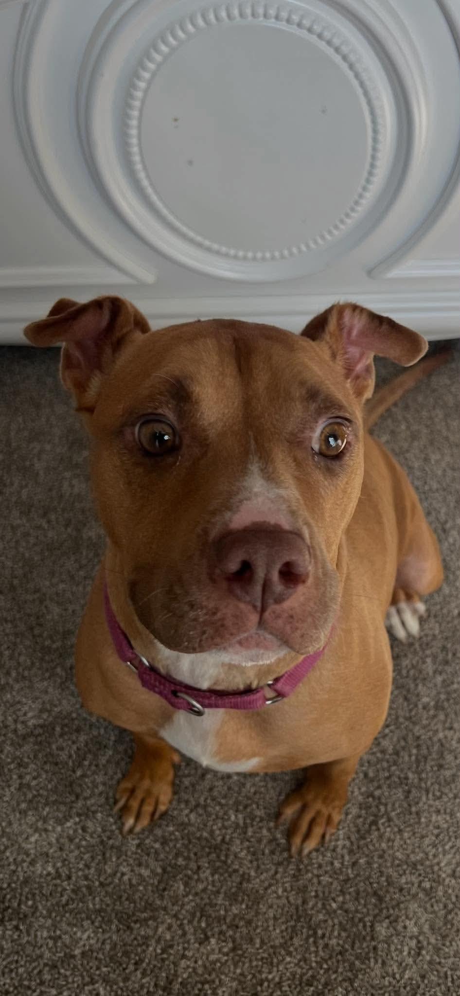 Londyn, a ADOPTABLE American Staffordshire Terrier in Wando, SC image 1/6