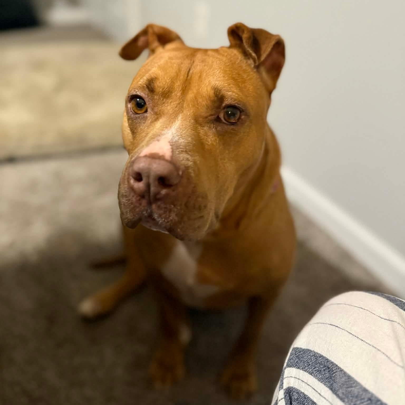 Londyn, ADOPTABLE, Adult Female American Staffordshire Terrier.