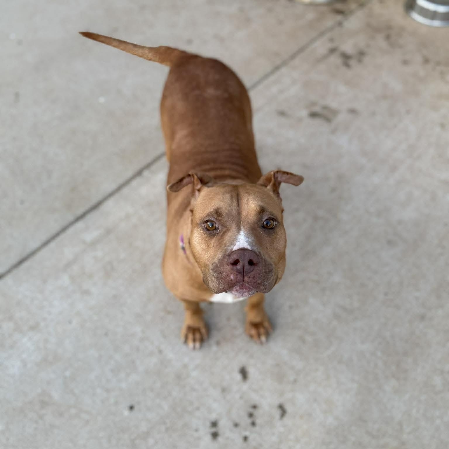 Londyn, a ADOPTABLE American Staffordshire Terrier in Wando, SC image 2/6