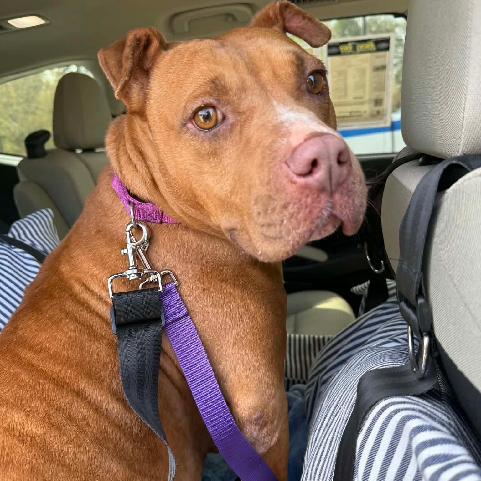 Enlarge Londyn, a ADOPTABLE American Staffordshire Terrier in Wando, SC image 2/5