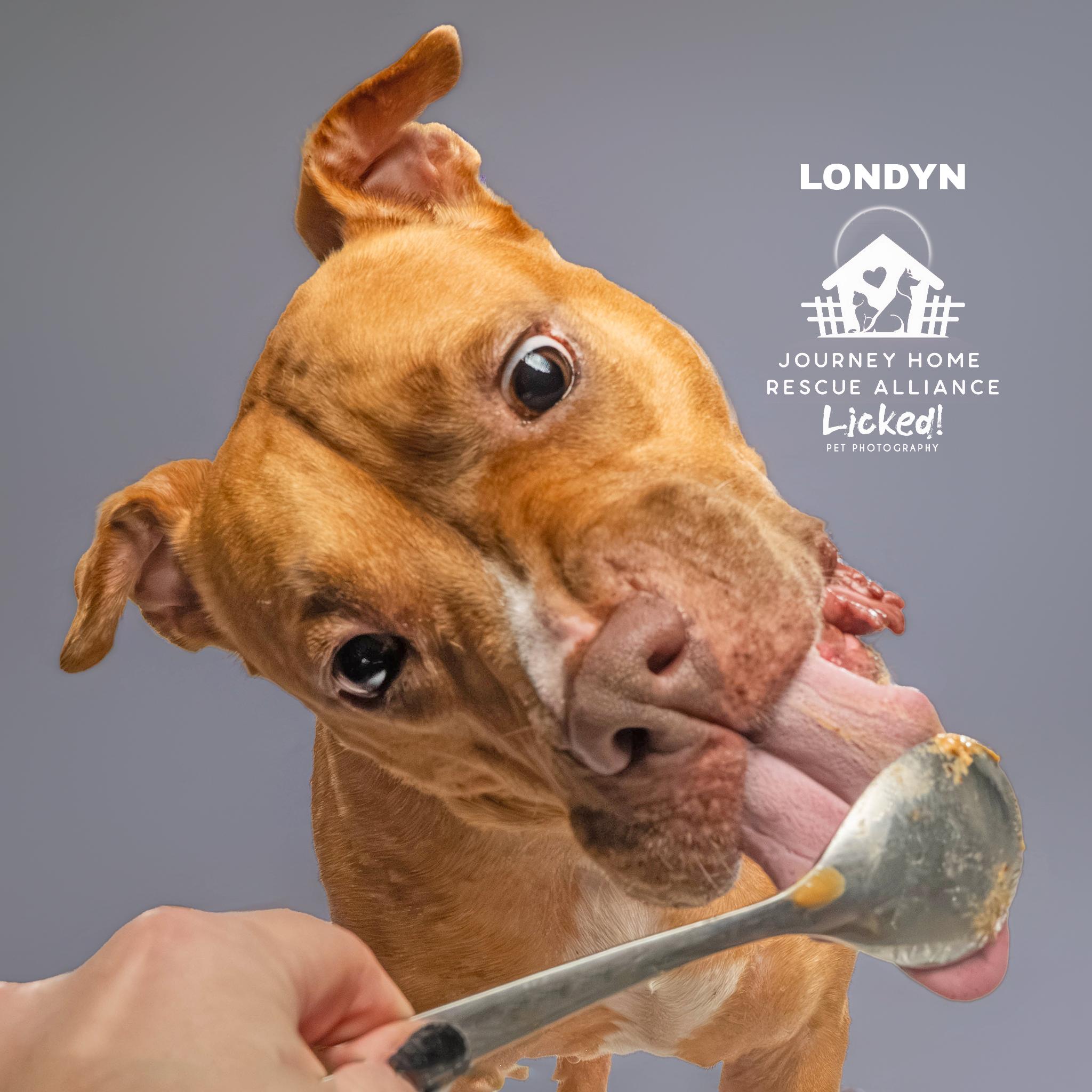 Londyn, a ADOPTABLE American Staffordshire Terrier in Wando, SC image 6/6