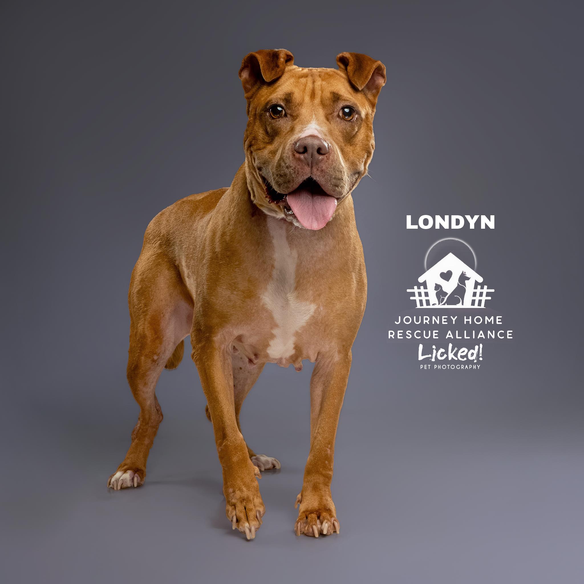 Londyn, a ADOPTABLE American Staffordshire Terrier in Wando, SC image 5/6