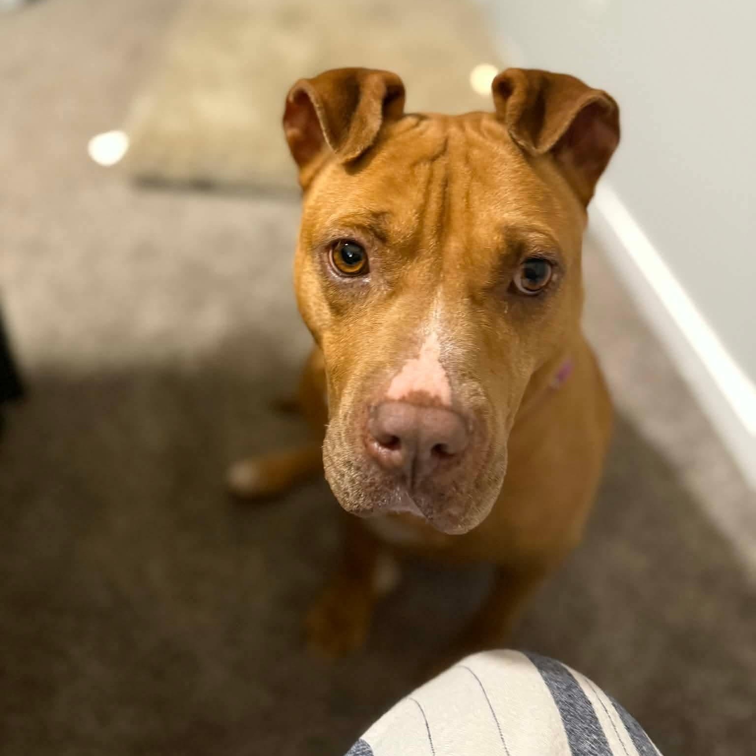 Enlarge Londyn, a ADOPTABLE American Staffordshire Terrier in Wando, SC image 3/5