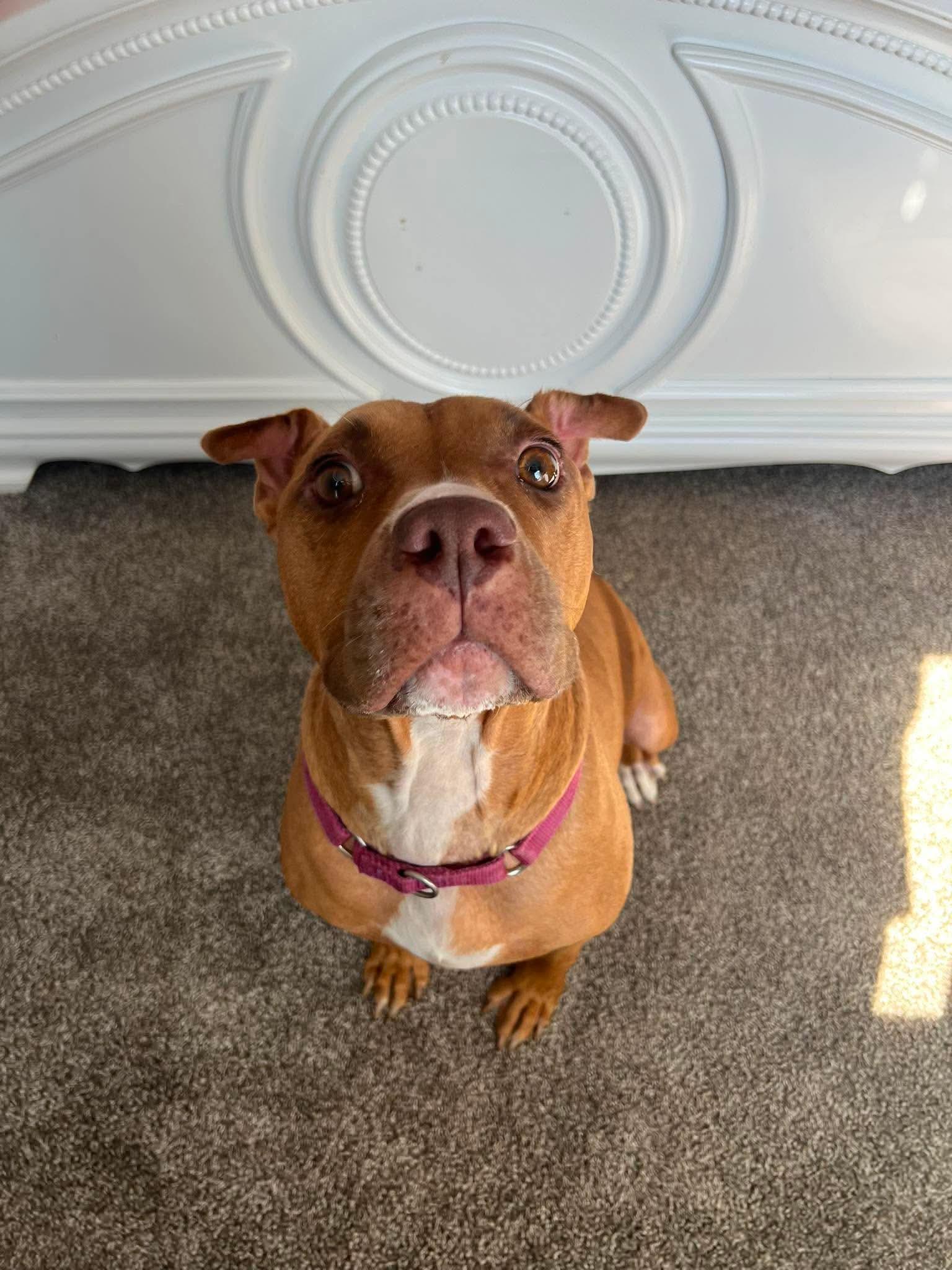 Londyn, a ADOPTABLE American Staffordshire Terrier in Wando, SC image 5/6