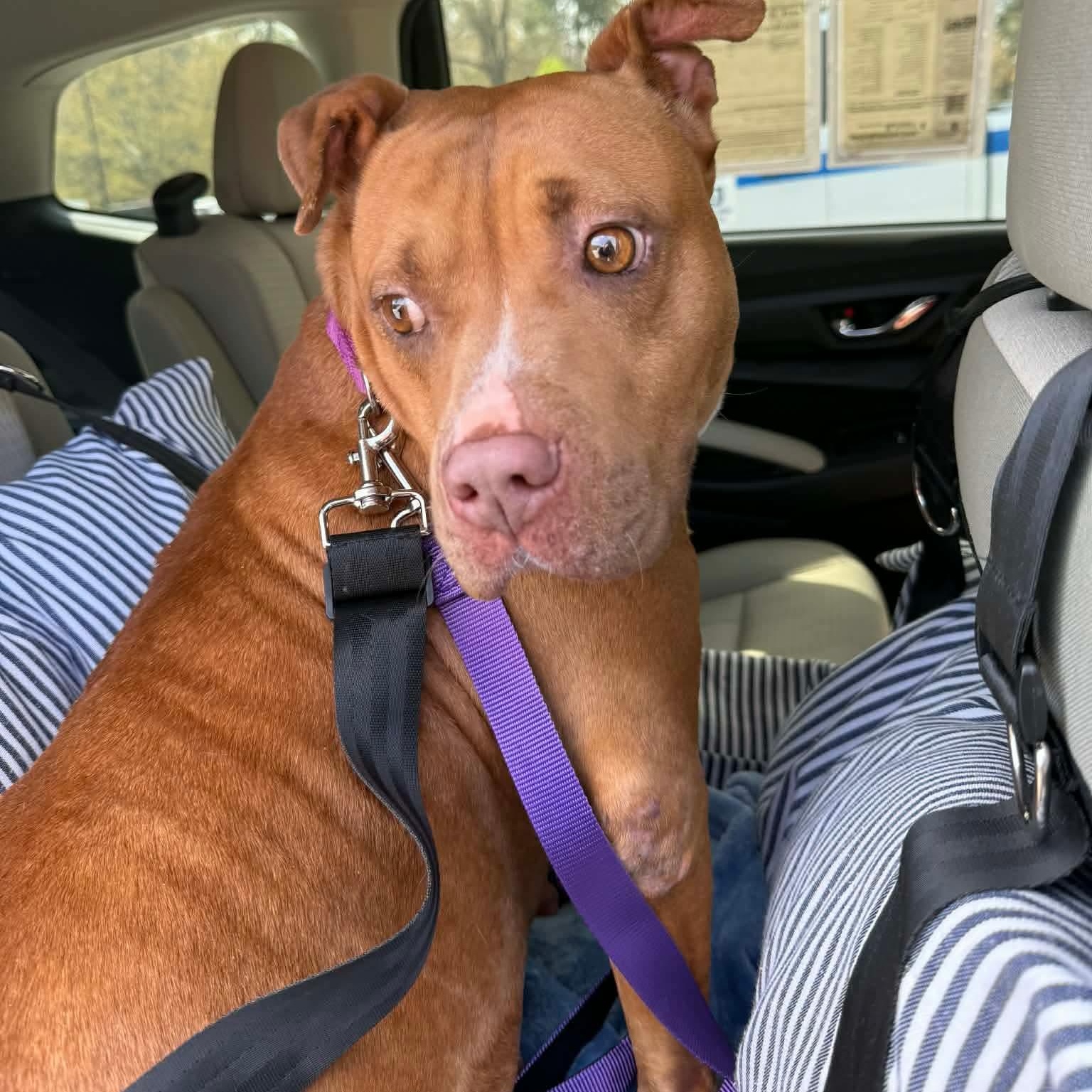 Enlarge Londyn, a ADOPTABLE American Staffordshire Terrier in Wando, SC image 5/5