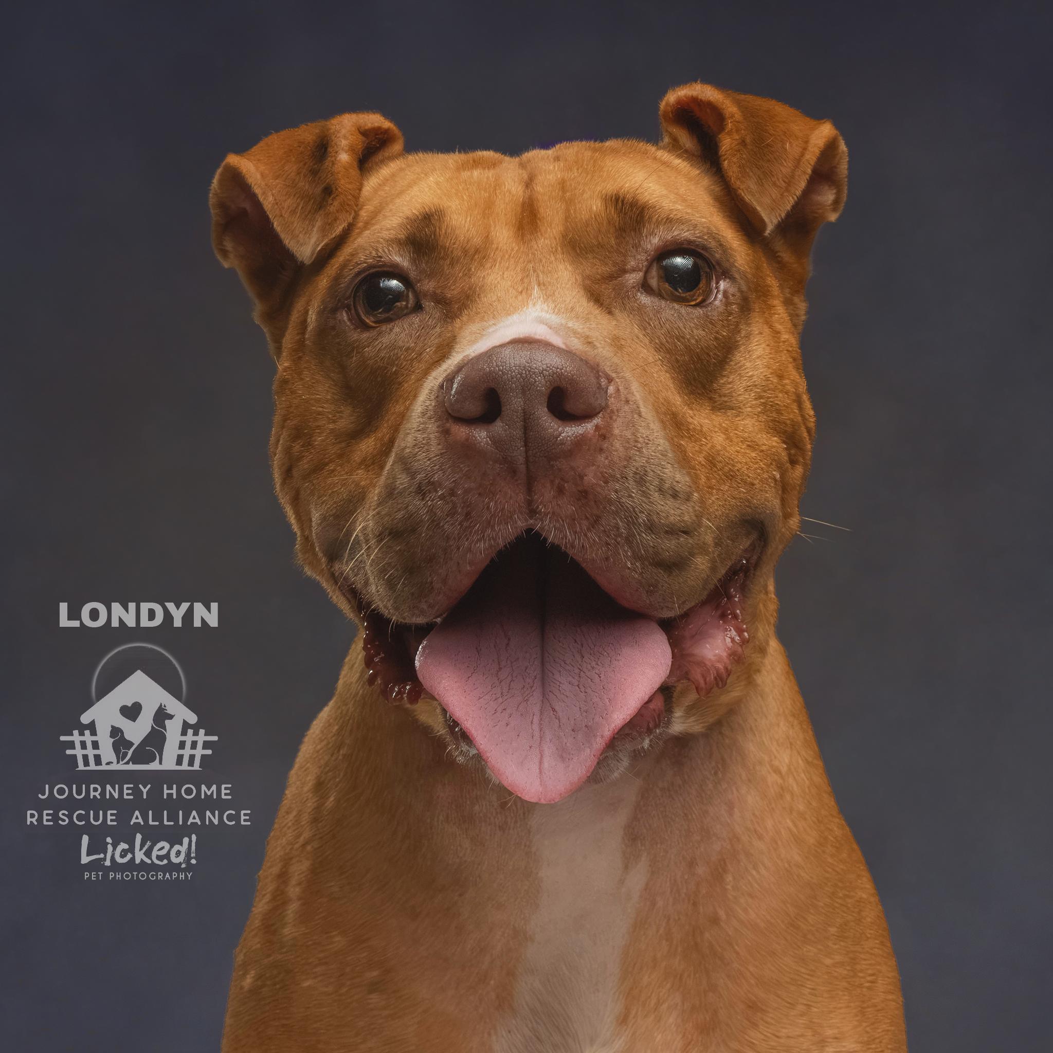 Londyn, ADOPTABLE, Adult Female American Staffordshire Terrier.