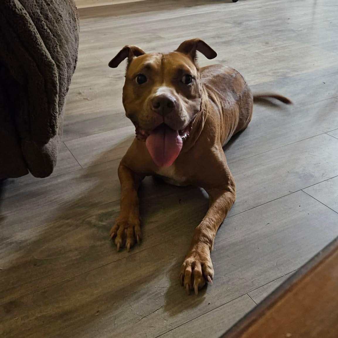 Londyn, a ADOPTABLE American Staffordshire Terrier in Wando, SC image 4/6