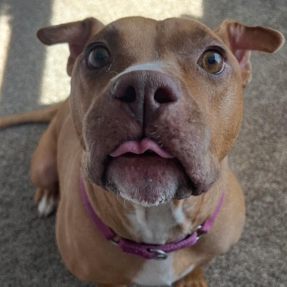 Londyn, a ADOPTABLE American Staffordshire Terrier in Wando, SC image 3/6