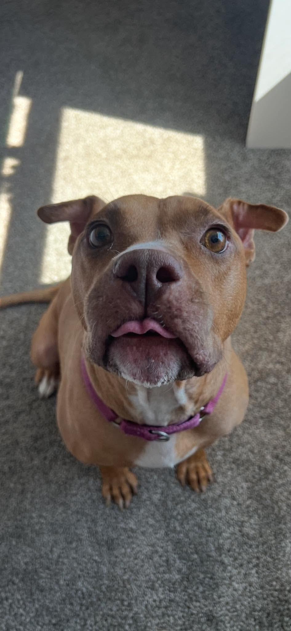 Londyn, a ADOPTABLE American Staffordshire Terrier in Wando, SC image 6/6