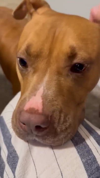 Enlarge Londyn, a ADOPTABLE American Staffordshire Terrier in Wando, SC video 4/5