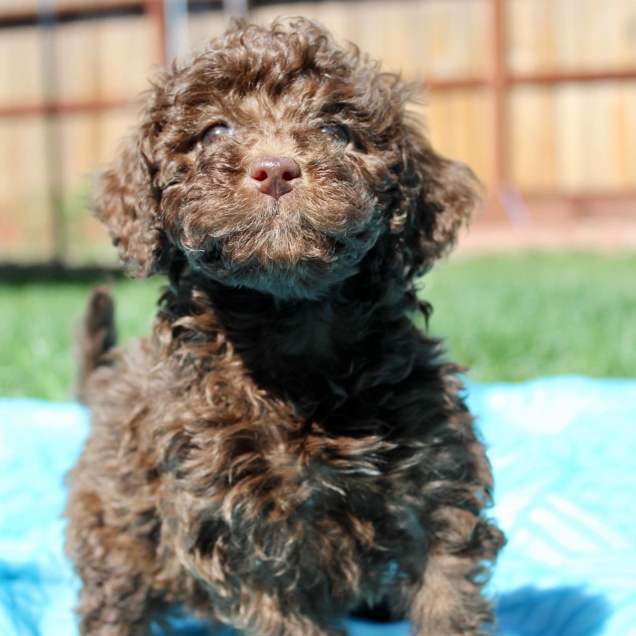 Enlarge Mr. Fluffy Fudge, a Adoptable Miniature Poodle in Vancouver, BC image 3/4