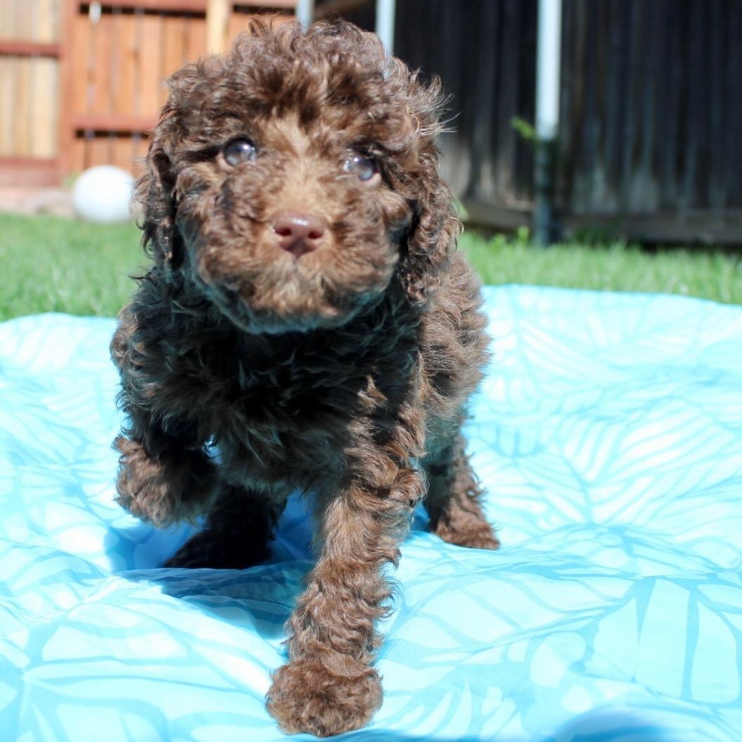 Enlarge Mr. Fluffy Fudge, a Adoptable Miniature Poodle in Vancouver, BC image 4/4
