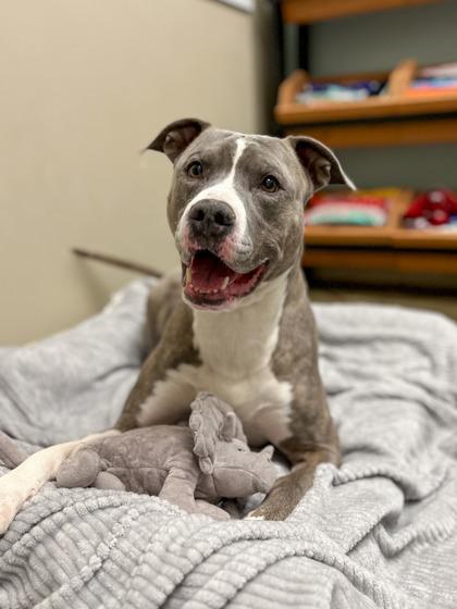 Tommy — thumbnail 3