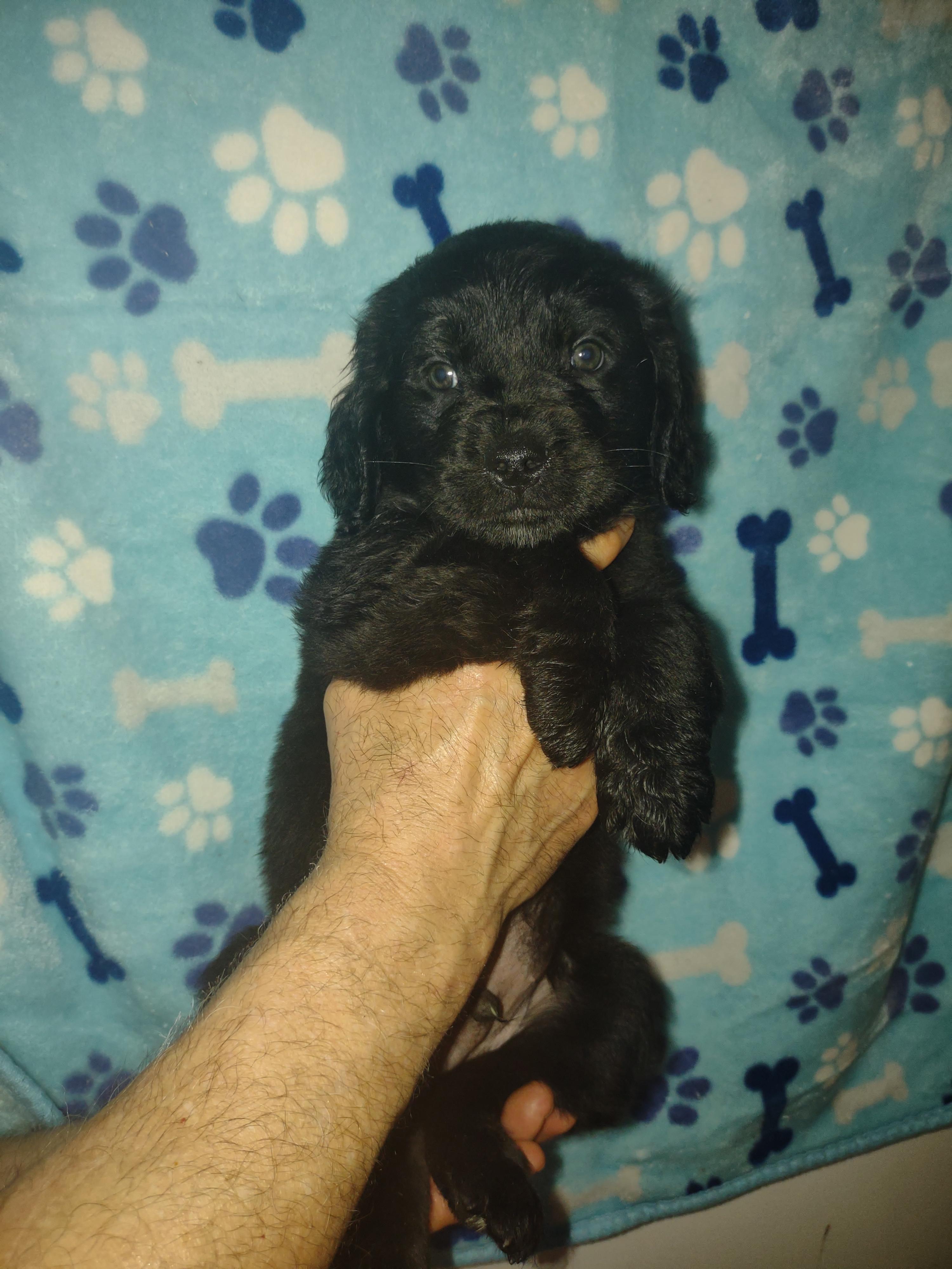 GOLIATH, Baby Male Spaniel