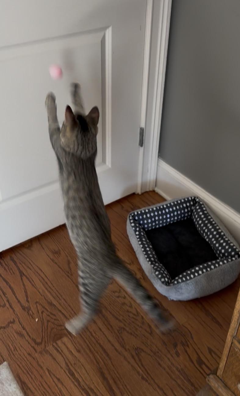Simon Says, ADOPTABLE, Kitten Male Tabby & Domestic Short Hair.