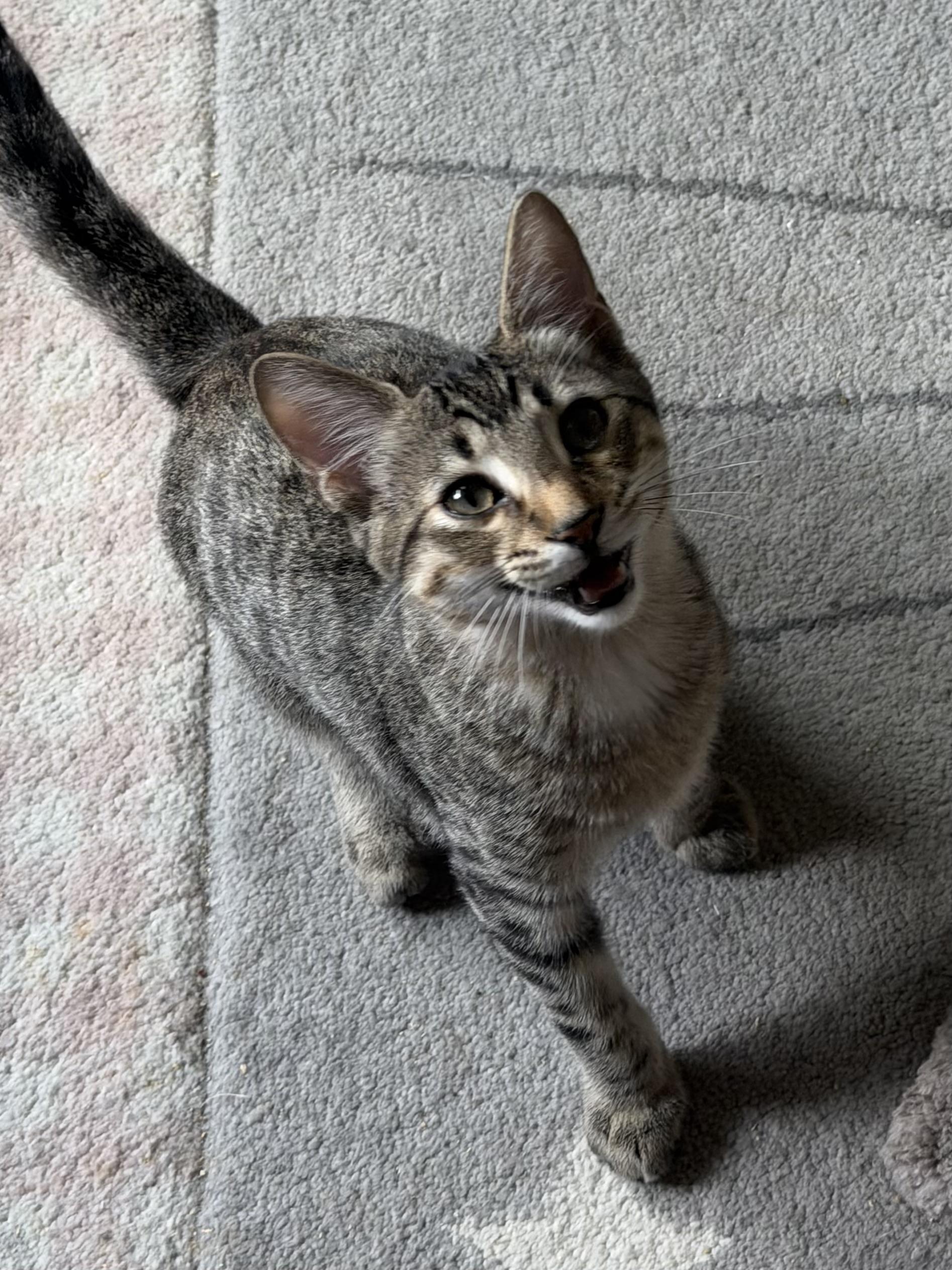 Simon Says, a ADOPTABLE mixed breed in Duluth, GA image 3/4