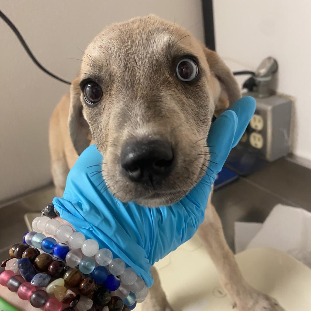 Enlarge Merle, a Adoptable Mixed Breed in Lake Jackson, TX image 1/3