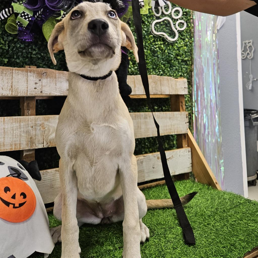 Enlarge Merle, a Adoptable Mixed Breed in Lake Jackson, TX image 2/3