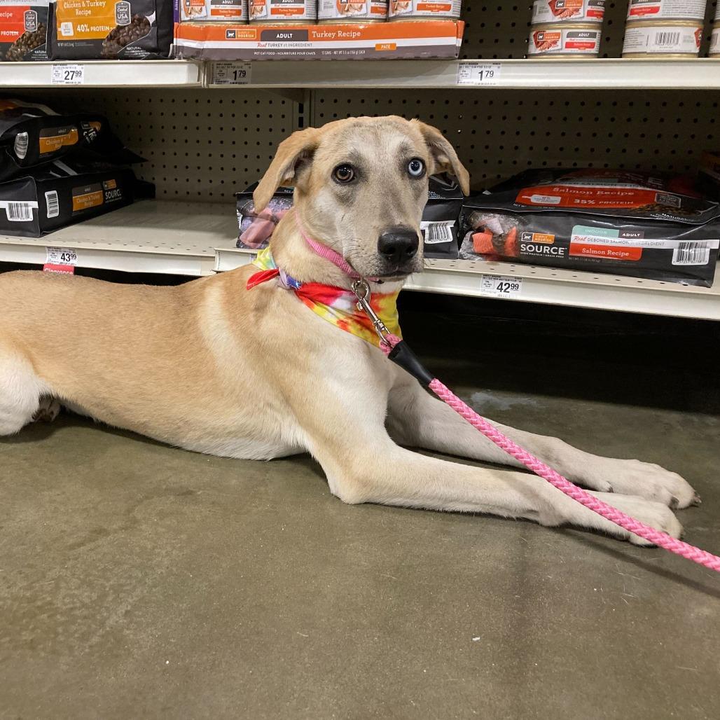 Enlarge Merle, a Adoptable Mixed Breed in Lake Jackson, TX image 3/3