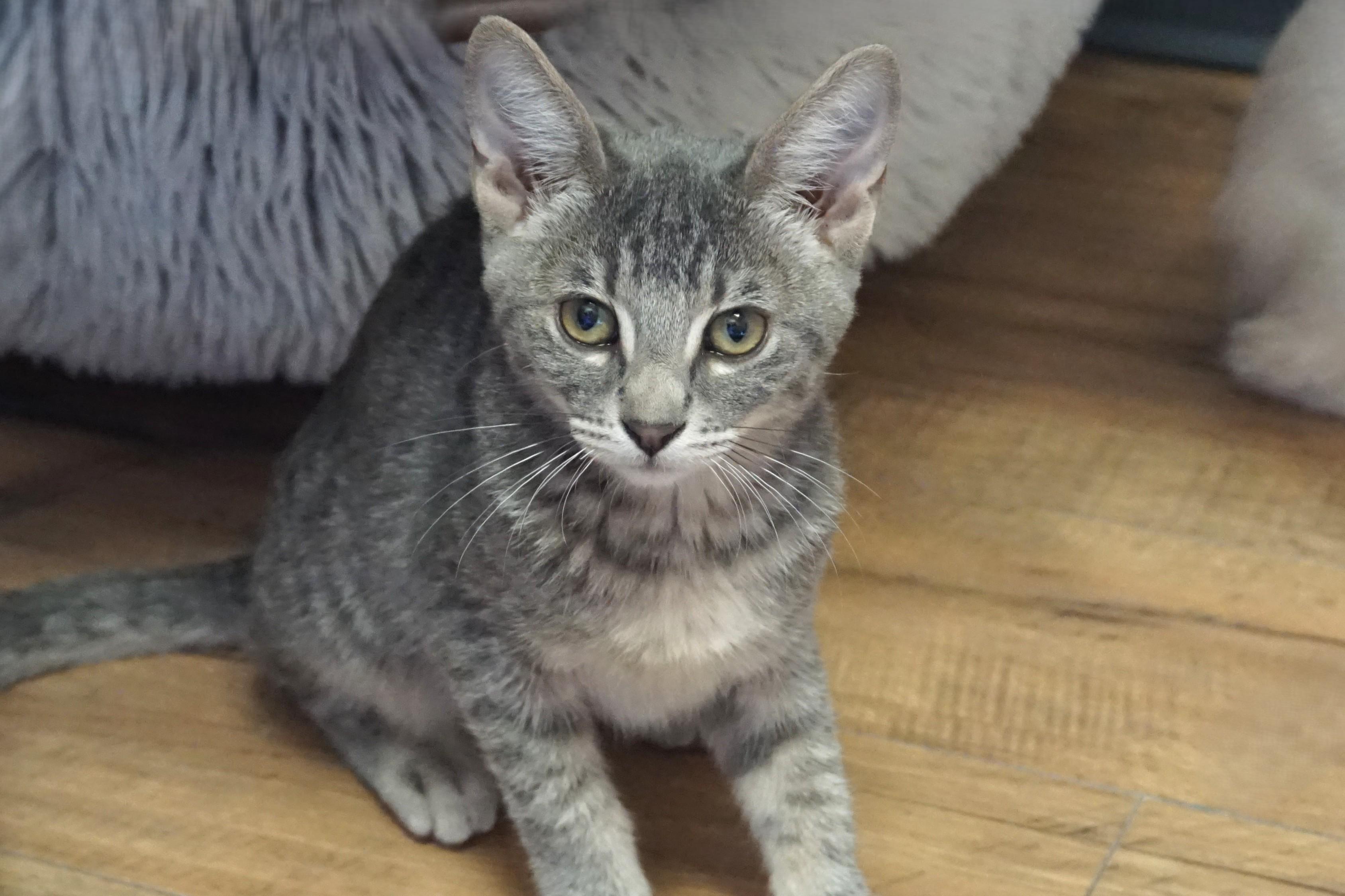 Enlarge Nimbus, a Adoptable Domestic Short Hair in Fountain Hills, AZ image 2/2