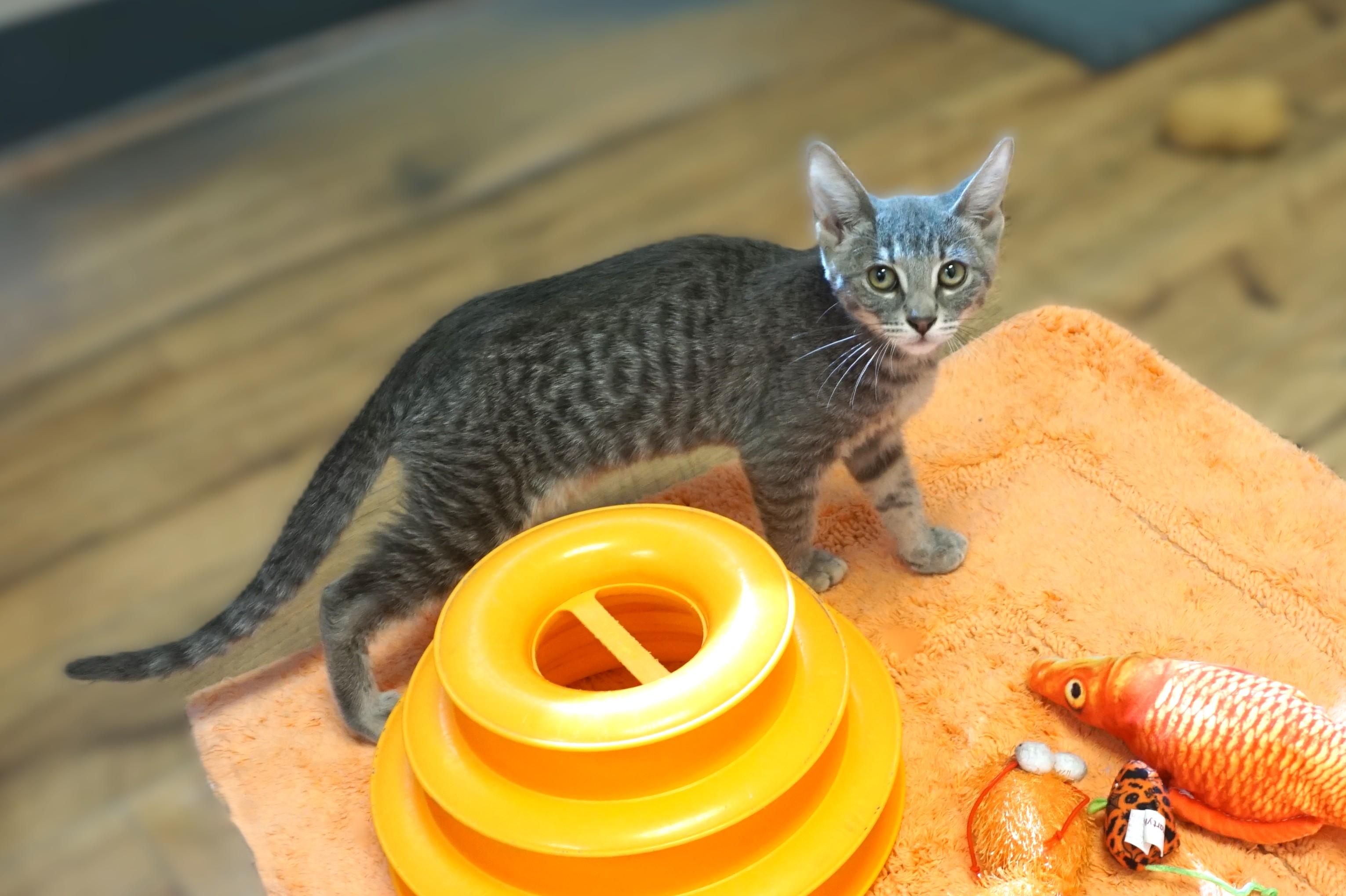 Nimbus, Adoptable, Kitten Male Domestic Short Hair.