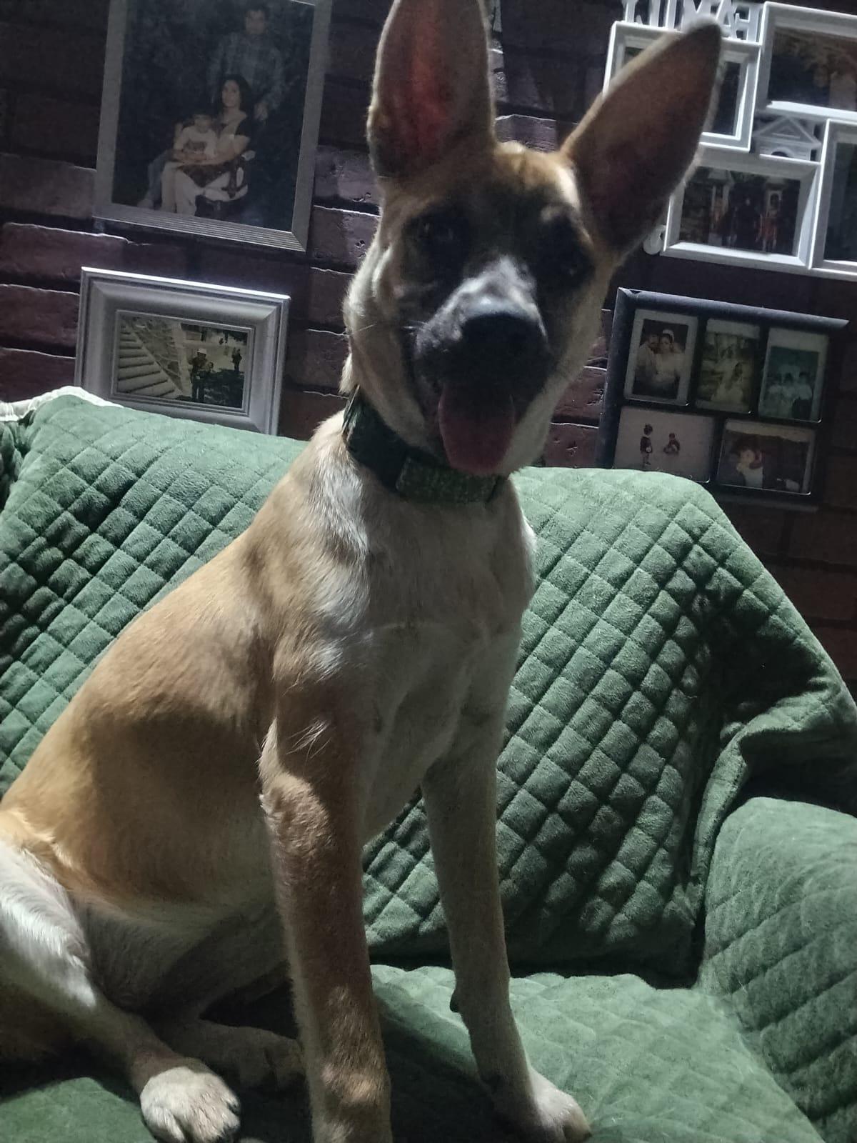 Daisy, an adopted mixed breed in San Diego, CA image 6/6