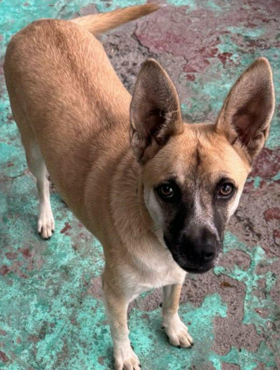 Daisy, an adopted mixed breed in San Diego, CA image 2/6