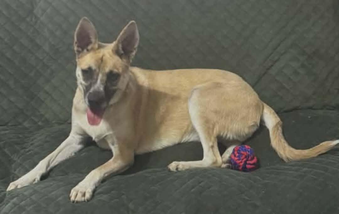 Daisy, an adopted mixed breed in San Diego, CA image 4/6