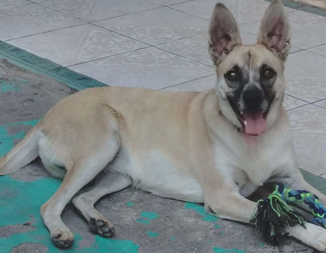Daisy, an adopted mixed breed in San Diego, CA image 3/6