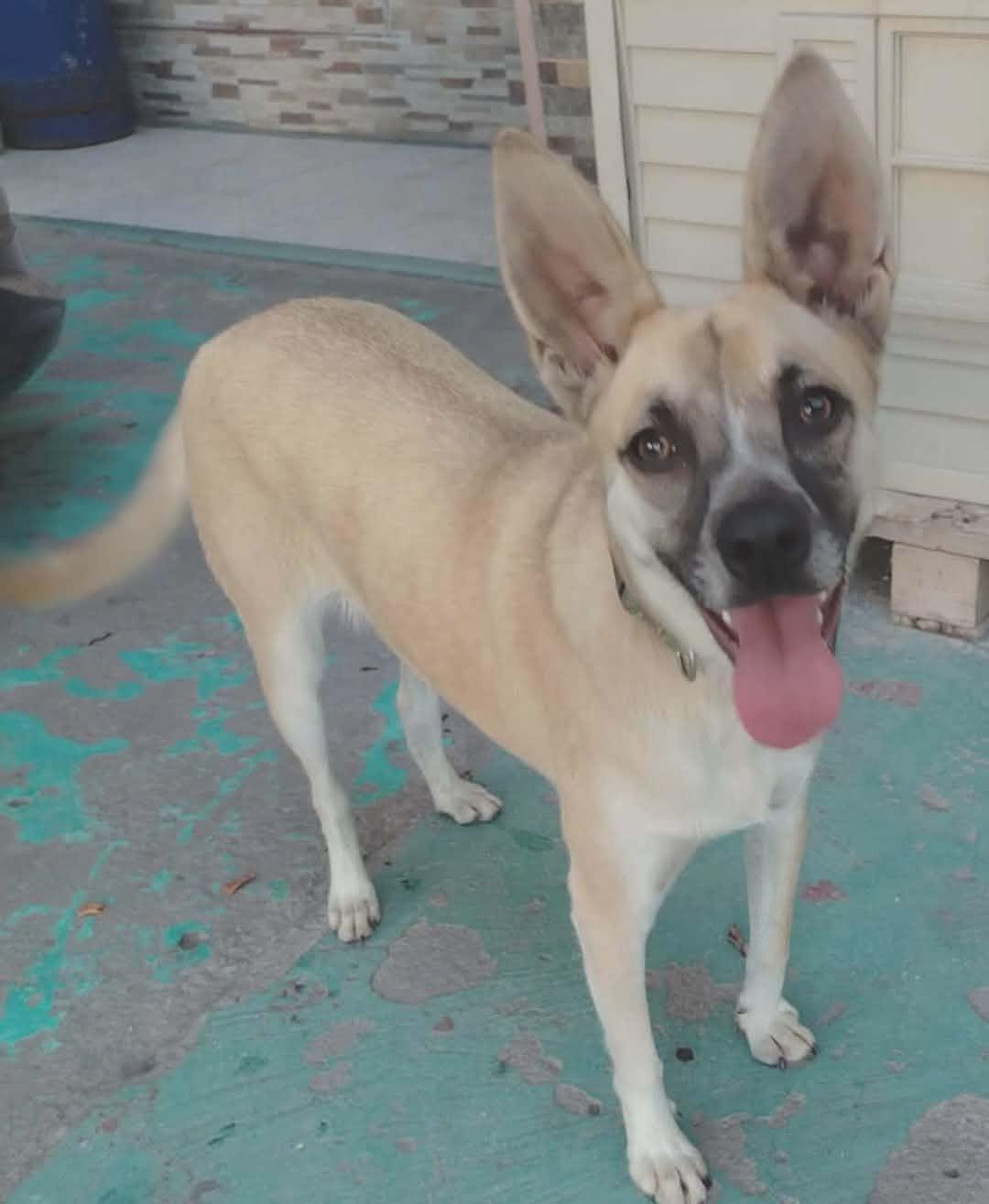 Daisy, adopted, Young Female Belgian Shepherd / Malinois.