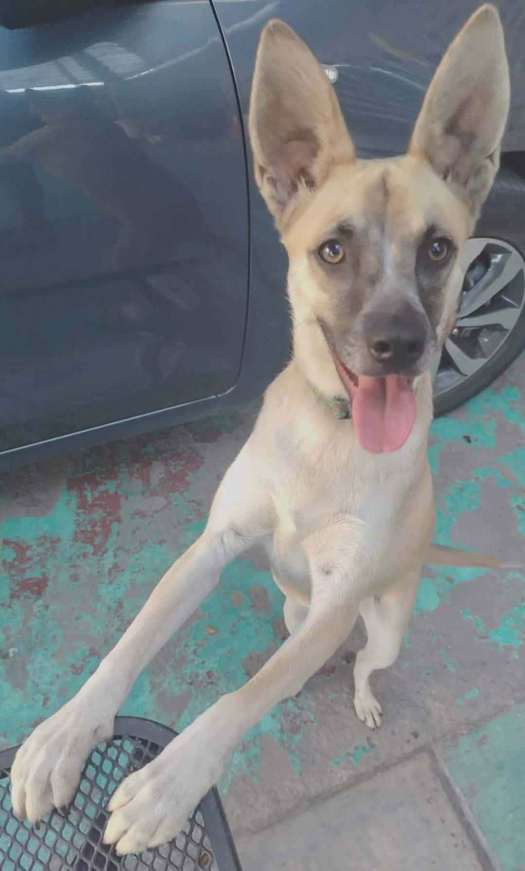 Daisy, an adopted mixed breed in San Diego, CA image 5/6