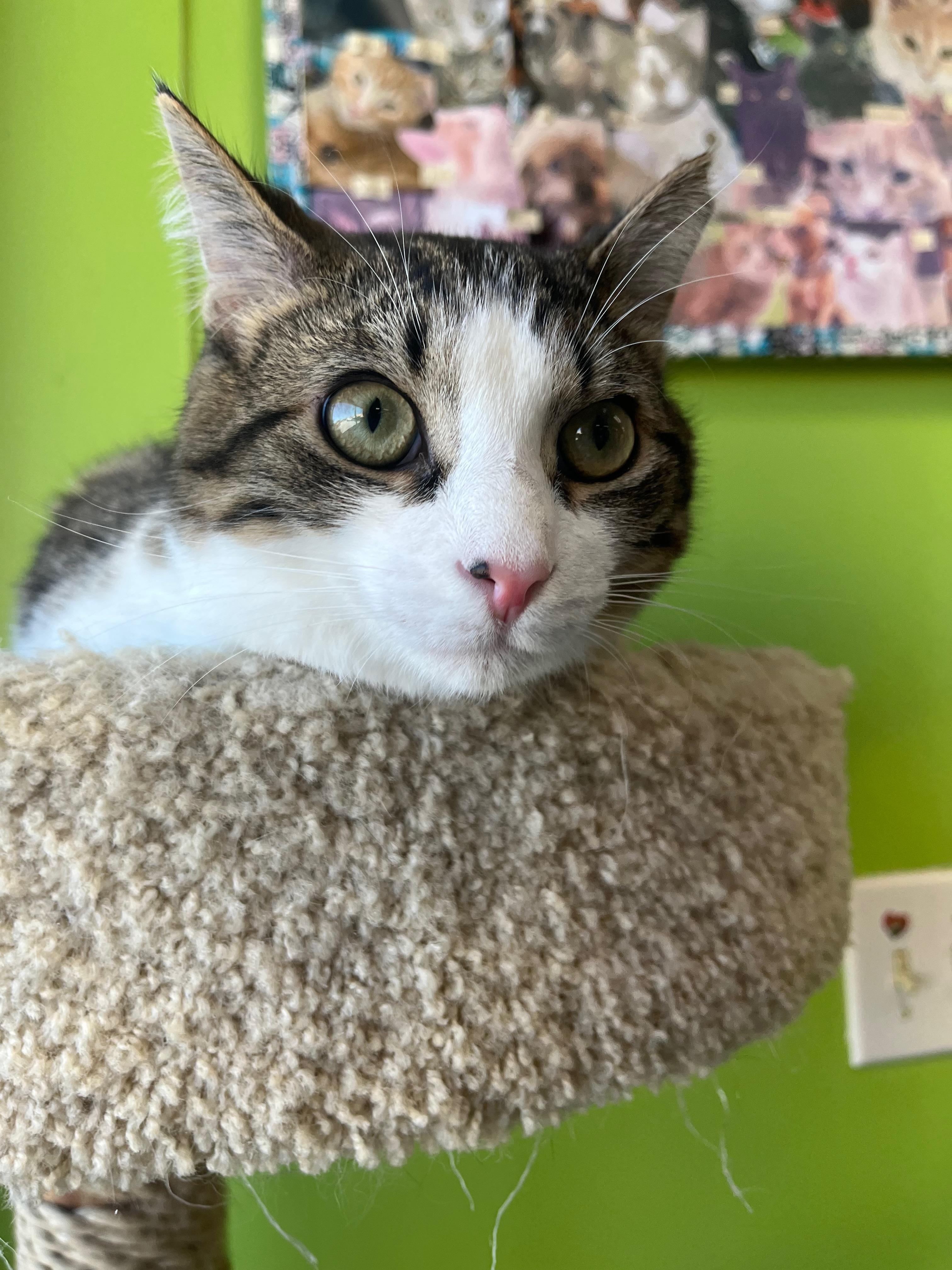 Buckwheat, a Adoptable Domestic Short Hair in Richmond, KY image 6/6