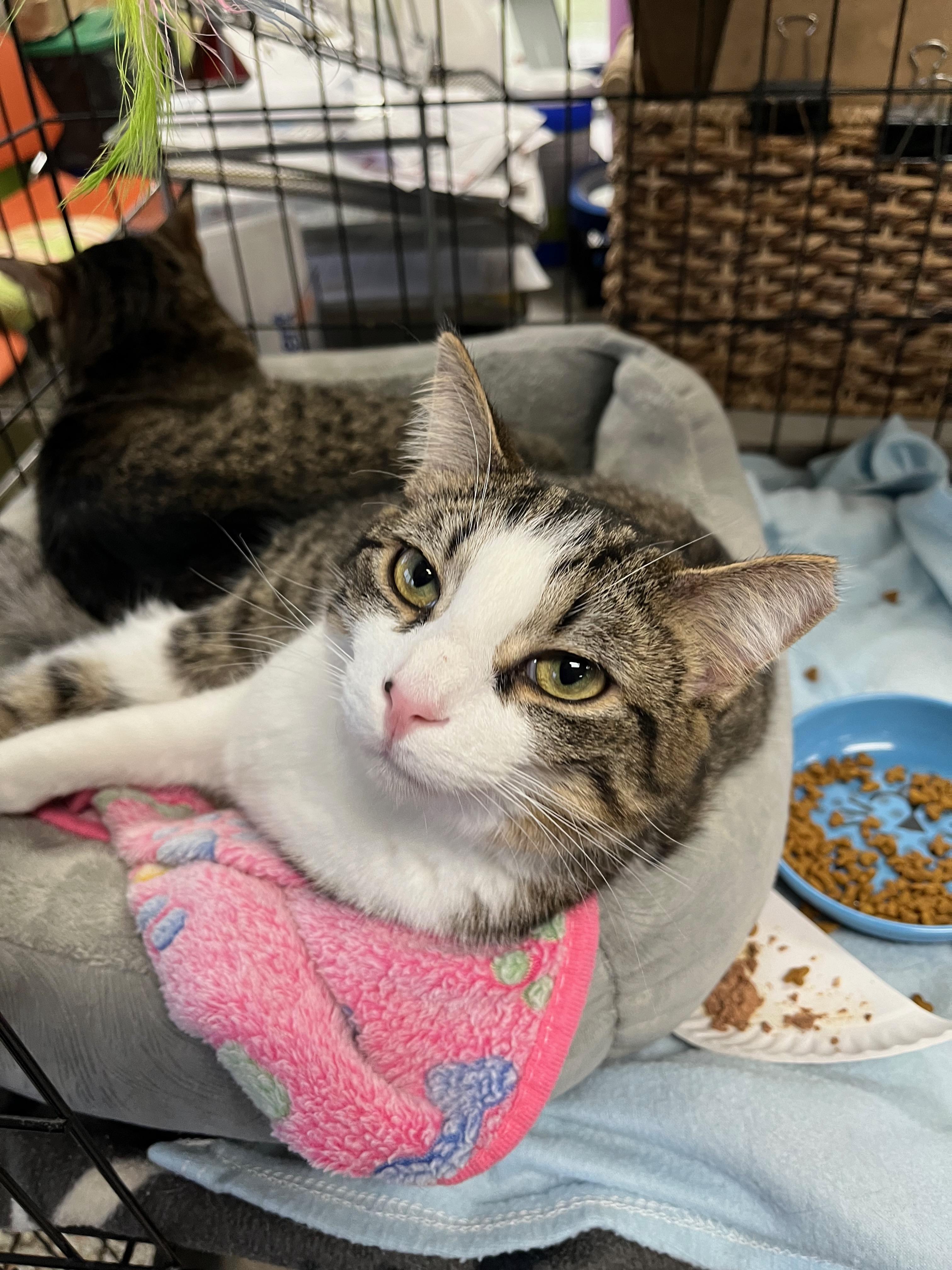 Buckwheat, a Adoptable Domestic Short Hair in Richmond, KY image 2/6